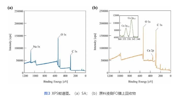 反向溶质扩散助力正渗透浓缩藻酸盐