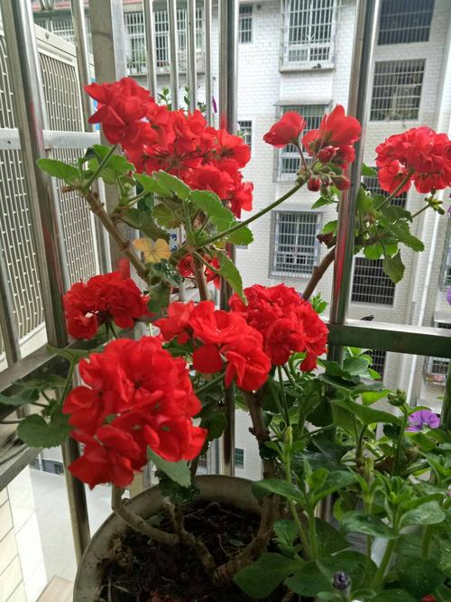鲜花在屋里放，花旺人也旺！想要“旺人旺家”，养花首选这10种