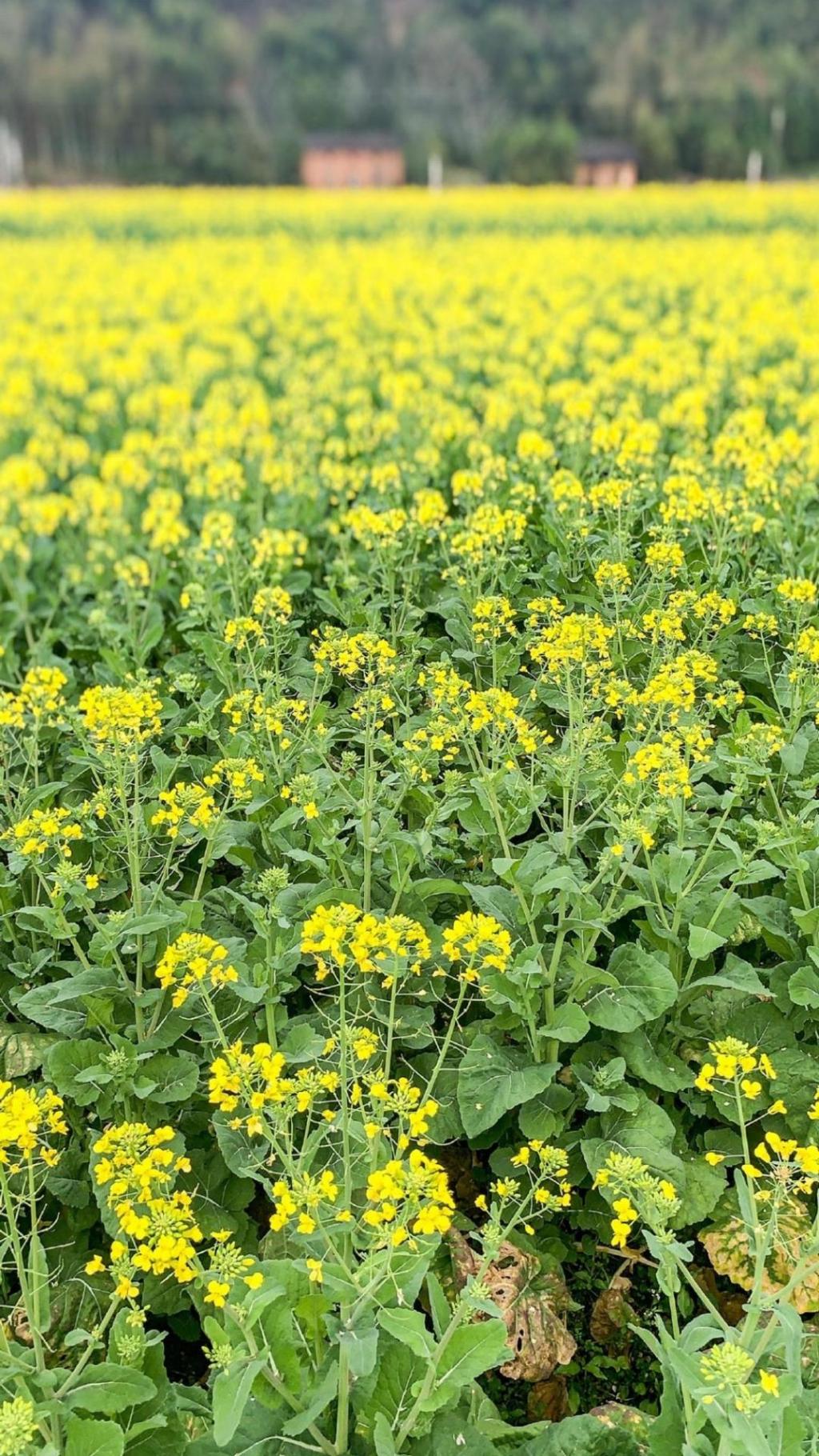 植物花卉品种大全图片（科普100个花卉图鉴）