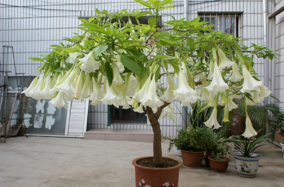 常见的“7种大毒花”，家里经常养，建议多了解，避免受伤害