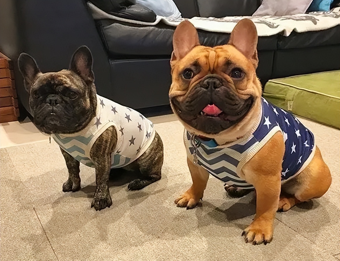 法国斗牛犬