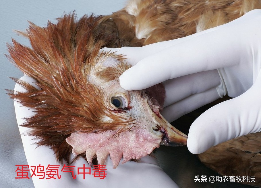 蛋鸡栏舍氨气浓度高的危害，不增加设施与通风低成本解决方案分享
