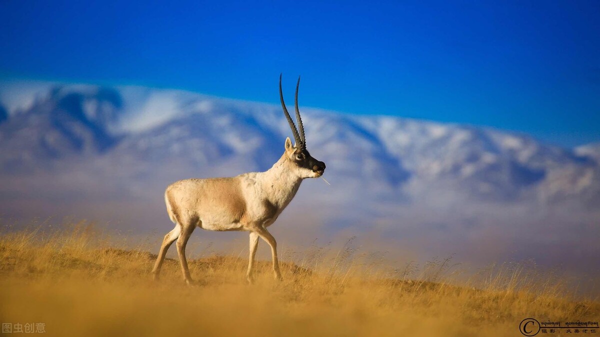 写动物作文顺口溜（一）