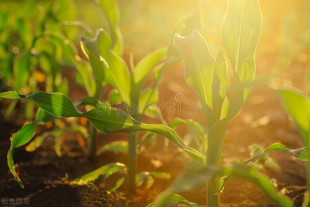 种植人参一亩地需要多少钱