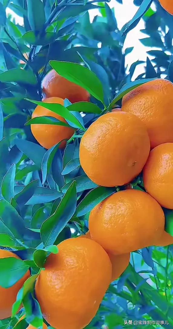 各种瓜果蔬菜成熟了,硕果累累挂满了枝头,果香四溢,五彩缤纷,五颜六色