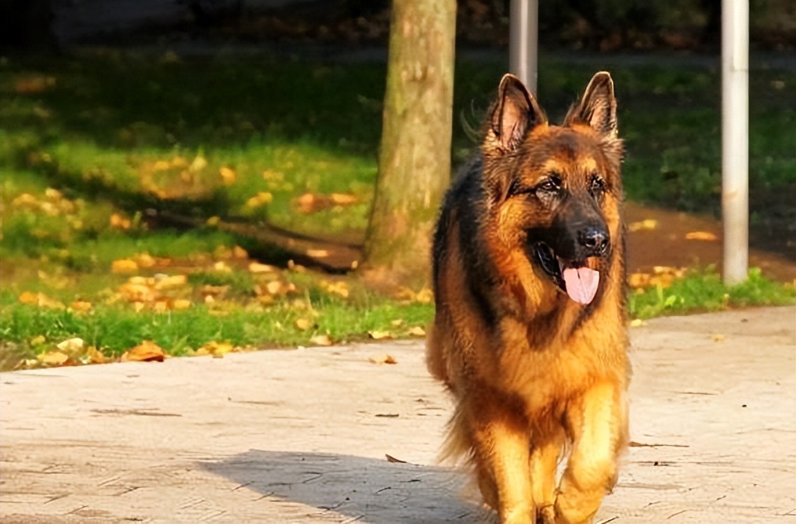 德牧多少钱一只幼犬养