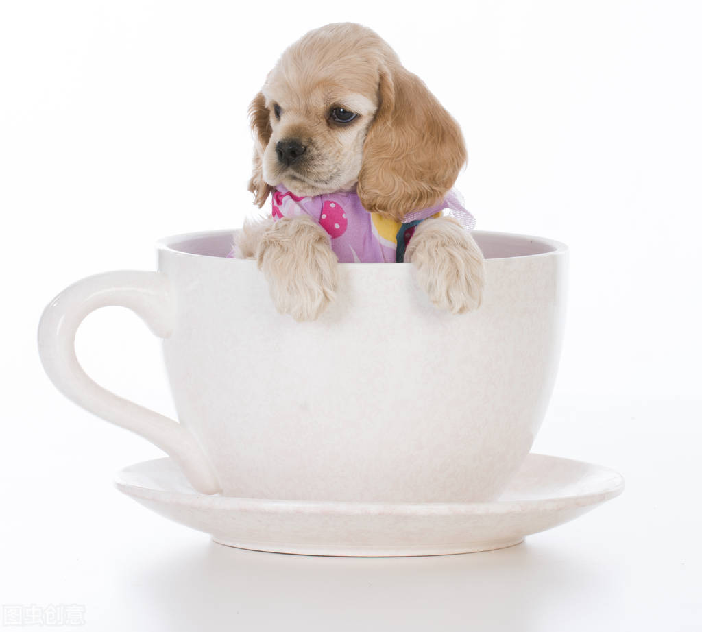 茶杯犬天生就有“缺陷”，你看茶杯犬很萌，其实是一场悲剧…