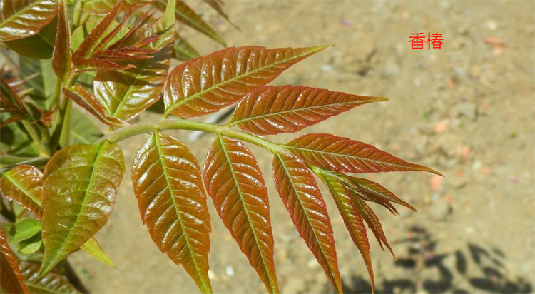 香椿芽怎么分辨是香椿还是臭椿 臭椿芽和香椿芽的区别