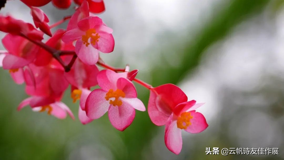 「当代优秀校园诗人」孙敏诗词选