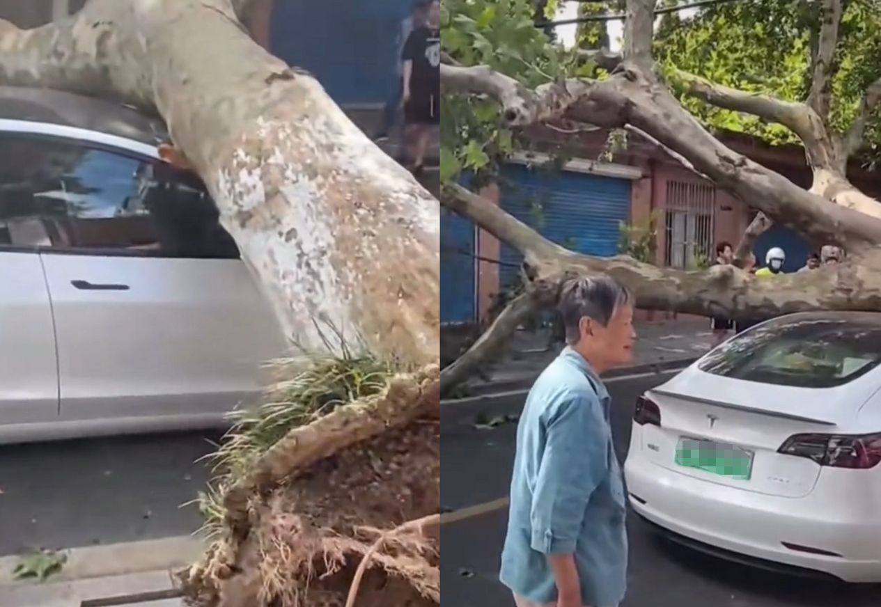 特斯拉玻璃车顶安全吗？江苏一Model 3被大树砸中车顶：司机无碍