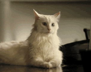 猫咪耳朵热热的，是生病了吗？