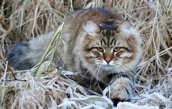 西伯利亚森林猫是俄罗斯国猫？有什么特点？