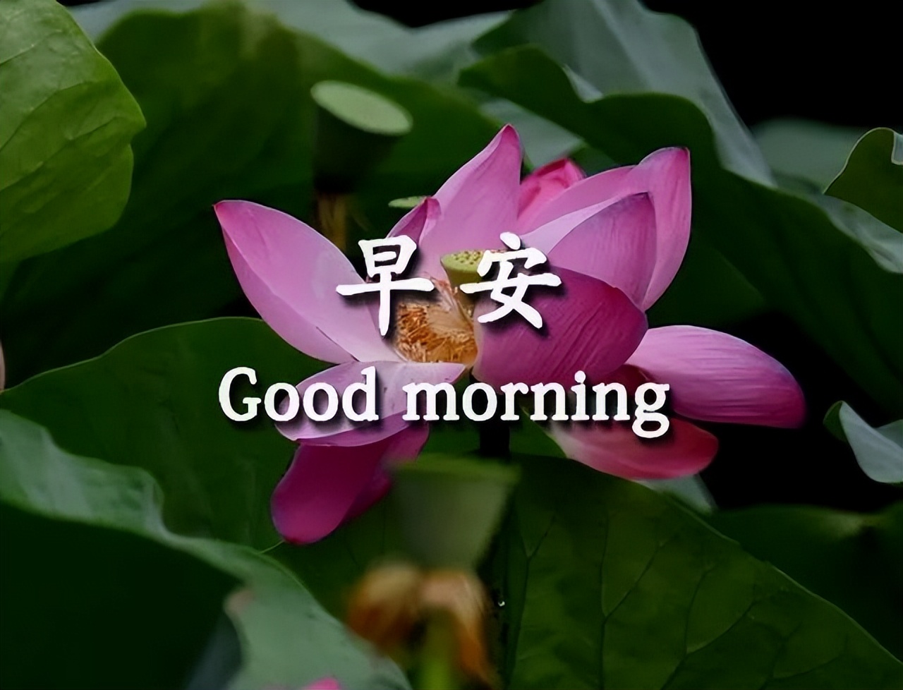 周一更新漂亮唯美早上好表情包 开心自在、美丽好心情图片