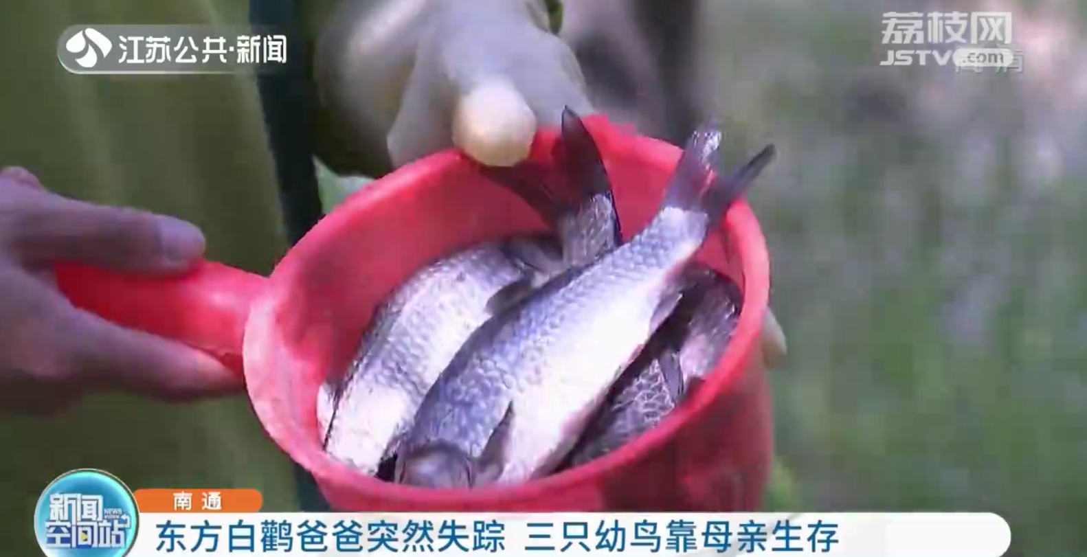 南通：东方白鹳爸爸突然失踪 三只幼鸟靠母亲生存