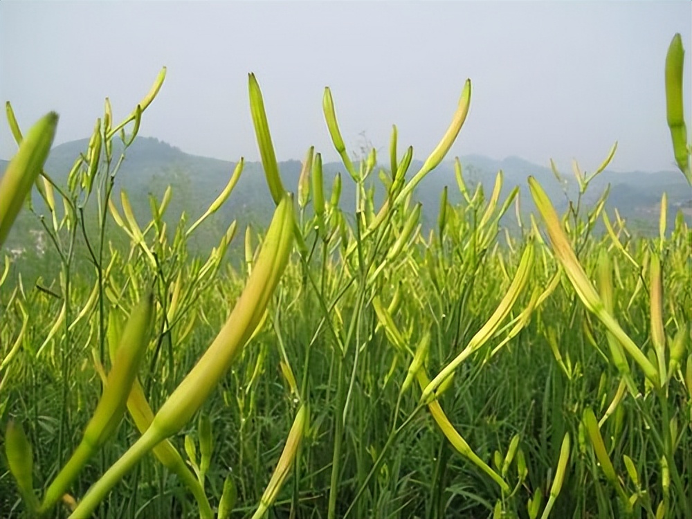 活了二十几年，才知道这些植物只是名称不同