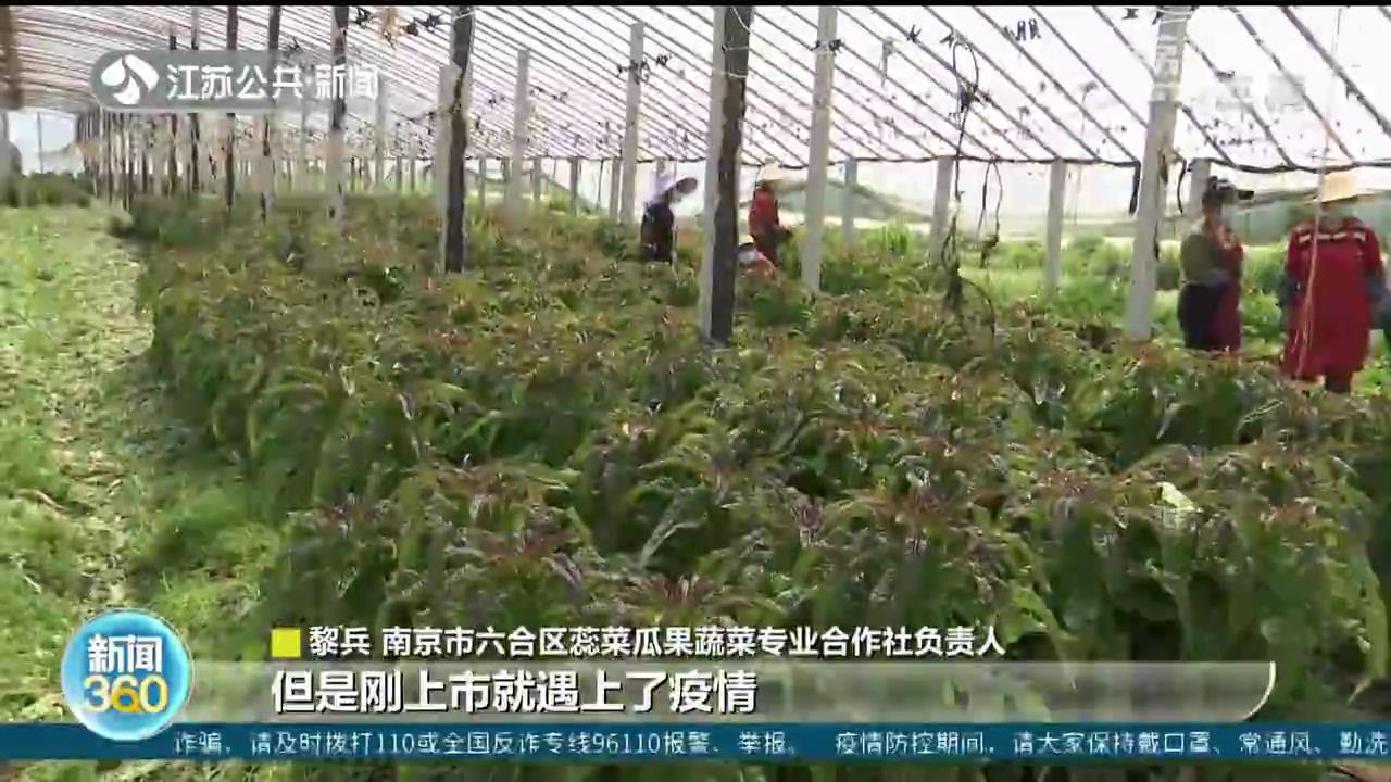 疫情导致南京六合40万斤莴笋面临滞销 爱心助农解决难题
