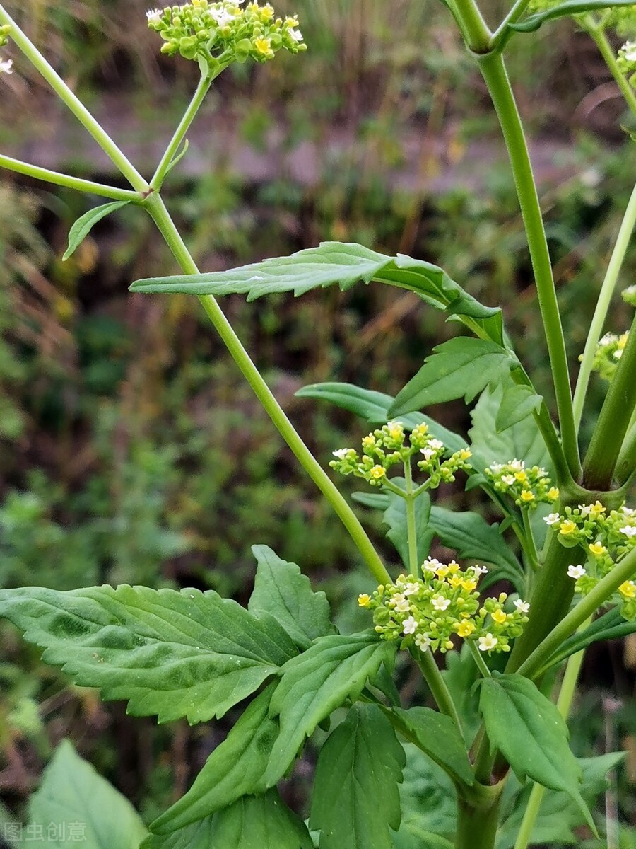 败酱草附子功效与作用-我的快乐小窝