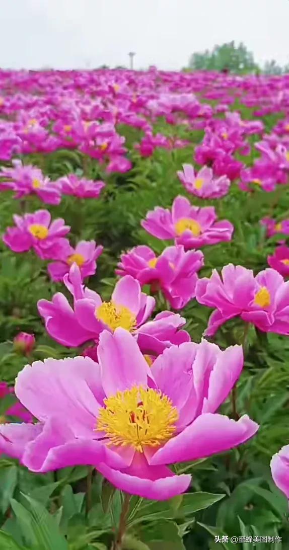 春末夏初,百花争艳,娇艳欲滴,令人神往