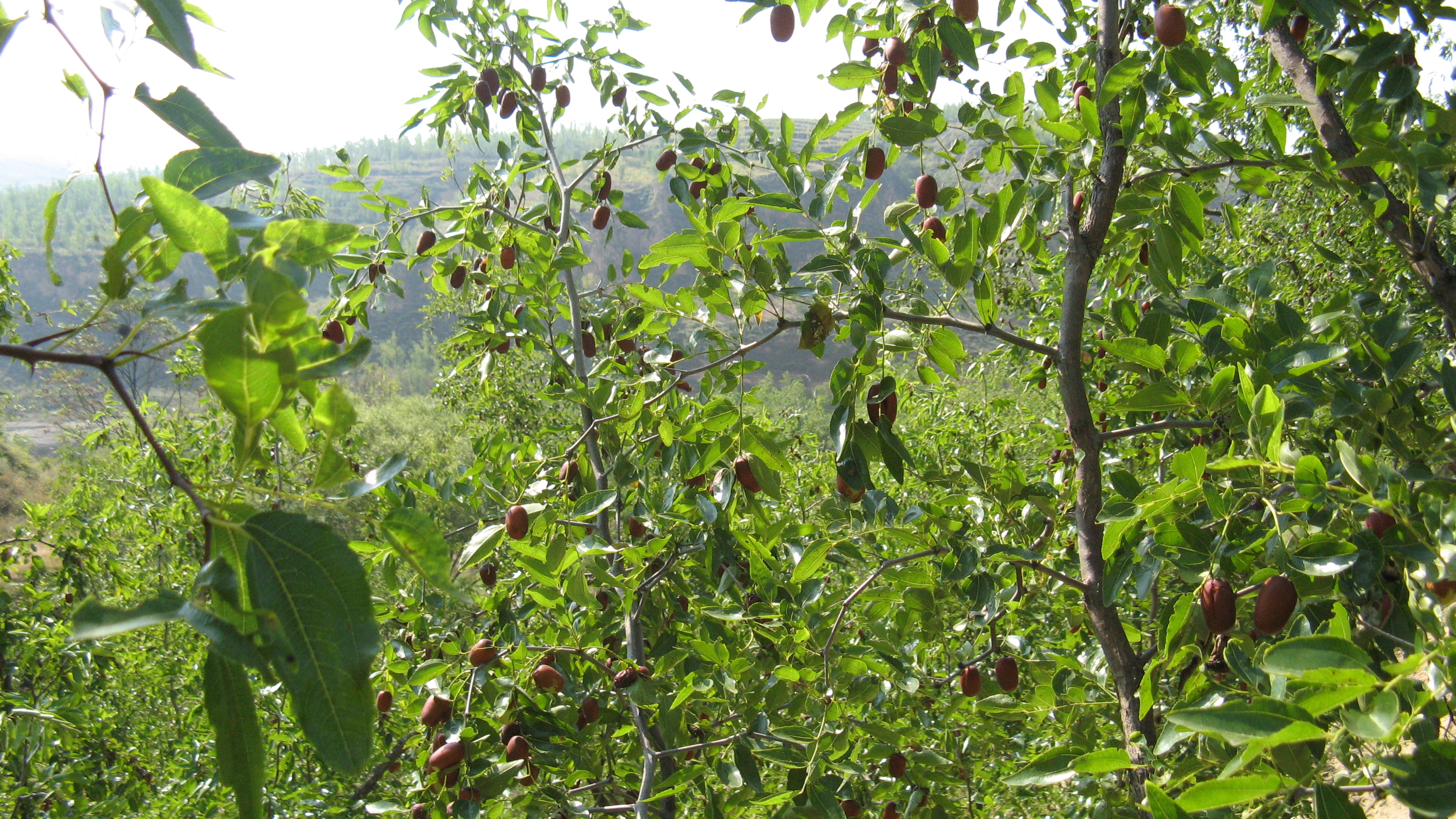 家乡的红枣树图片