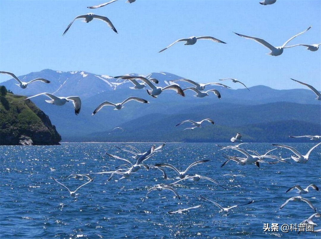 贝加尔湖是淡水湖，又远离海洋2000多公里，为什么会有海洋生物？