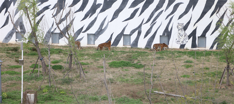 虎福齊臨門，春風(fēng)踏青來 臨泉魔幻動(dòng)物園4月1號(hào)恢復(fù)開放