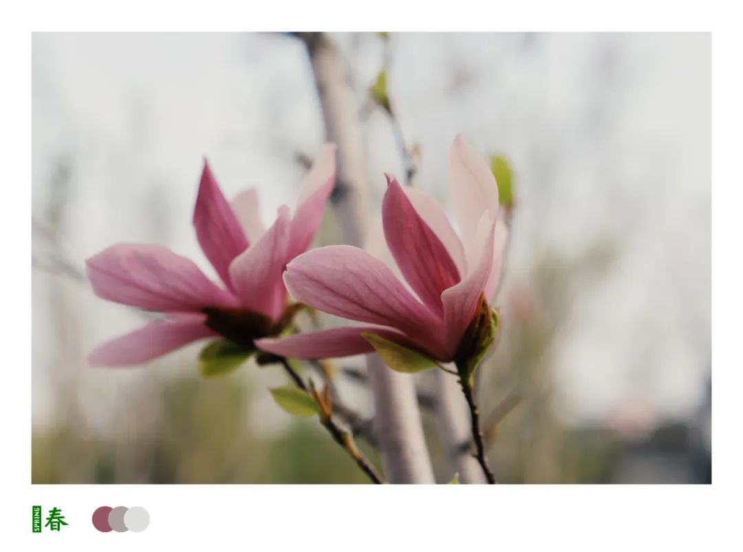 古城开不开，花都继续开