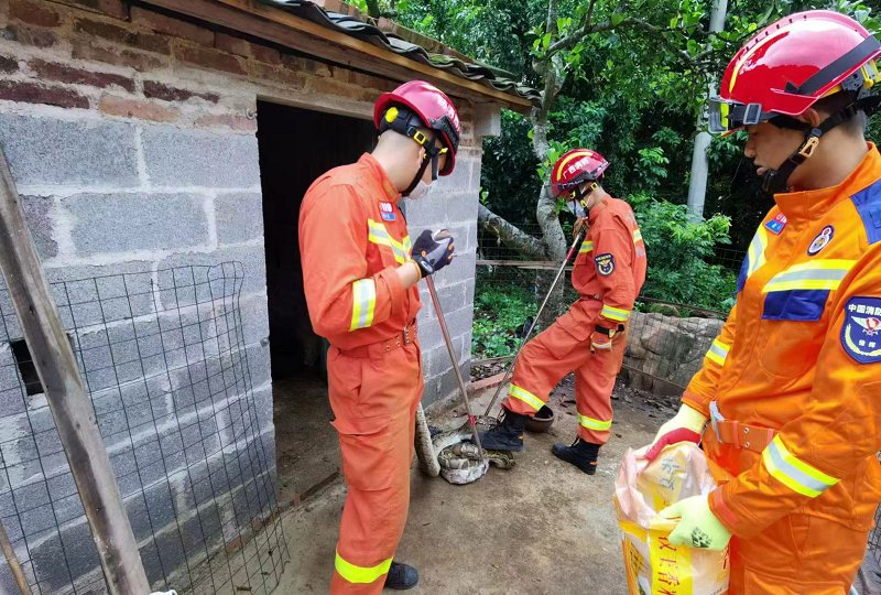 蟒蛇居民家“吃鸡”消防成功抓捕放生