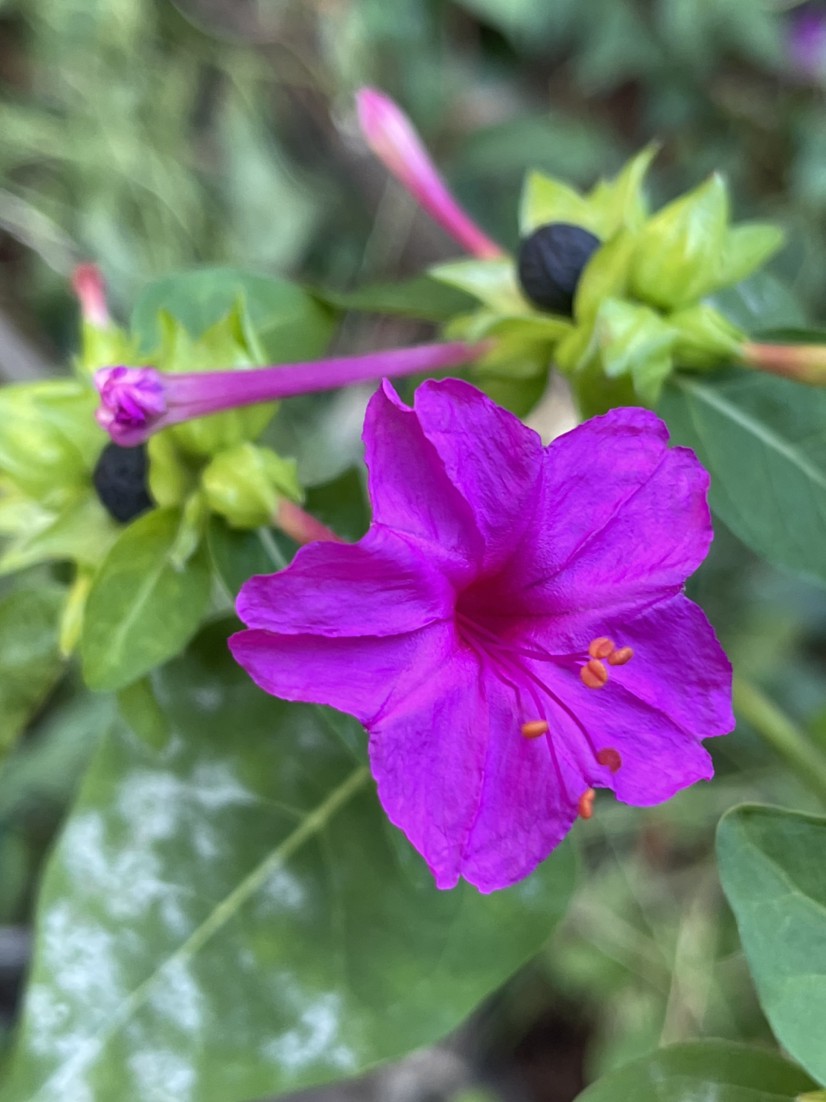 春天常见的花（春天路边爆开花常见的30种花）