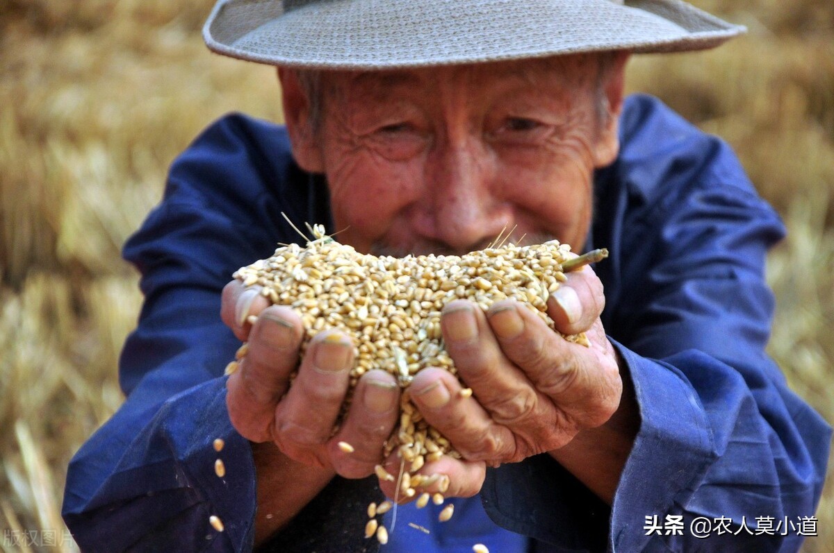 土地承包给别人种以后，国家给的补贴谁应该领？