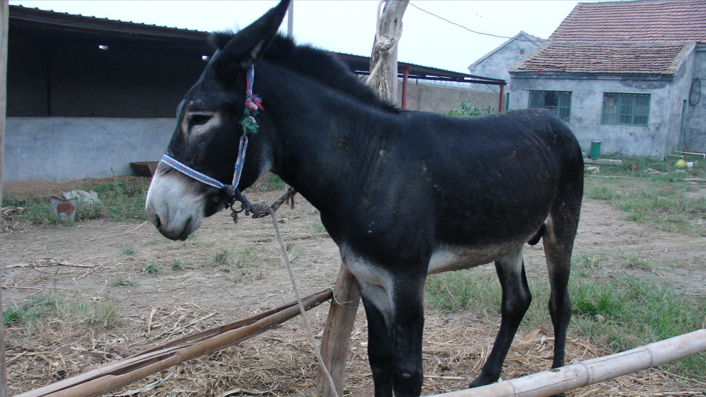 吉林一对夫妇杀驴滚出大肉球,出17万收购不卖,专家:1毛钱不值