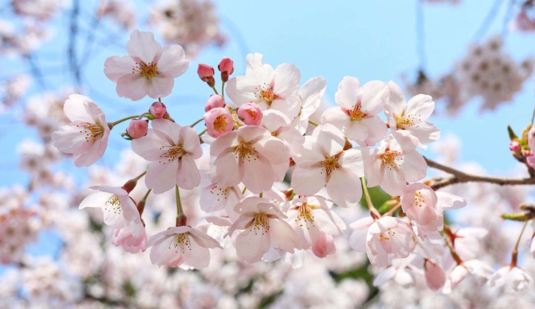 桃花和梅花怎么区分（只需从5个关键部分入手）