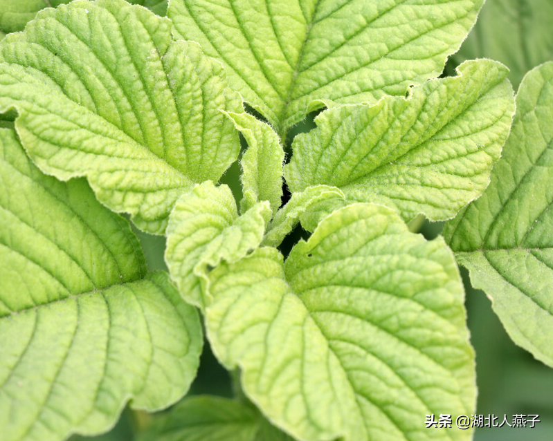 夏季摘野菜，送你61种野菜大图鉴，让你轻松认识各种野菜和吃法