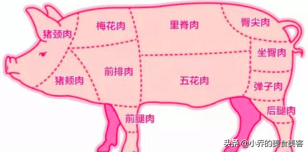 身体器官图(猪身上的部位图，一张图，让小白轻松看懂什么肉，从此买肉不糊涂)