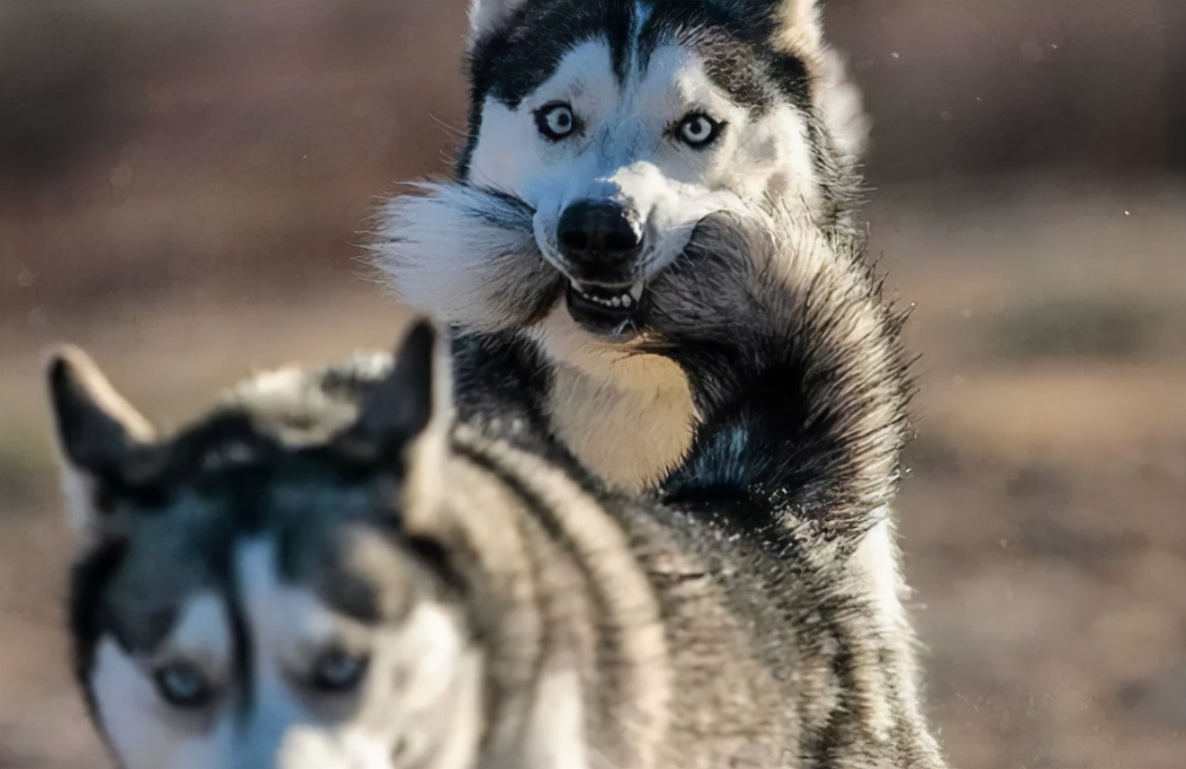 其实哈士奇和二哈,真的是不同的品种