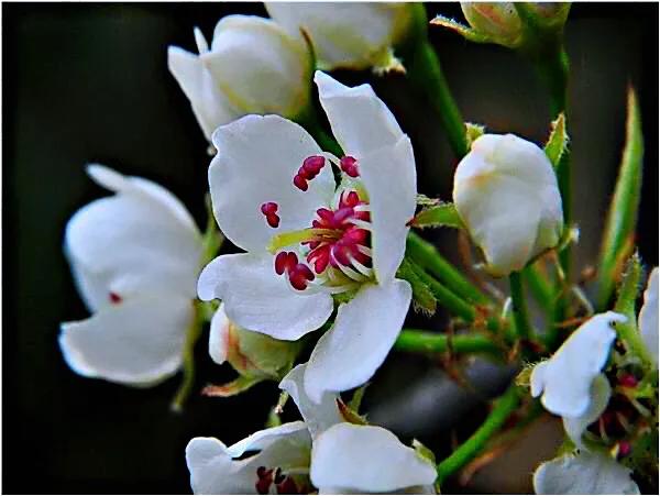 清明时节，棠梨花开