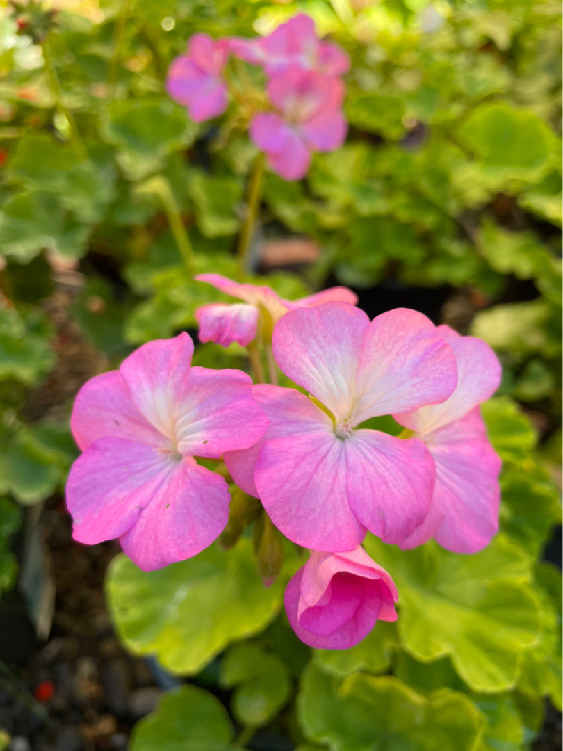 春天常见的花（春天路边爆开花常见的30种花）