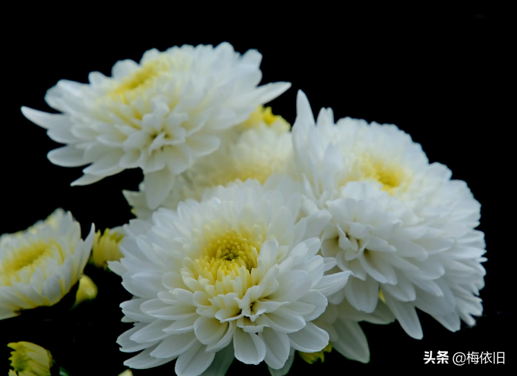 菊花的味道是怎么样（教你4招，轻松喝到菊花好滋味）