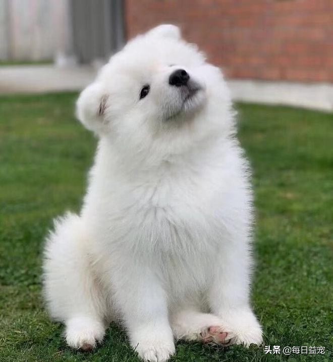 萨摩耶犯错被赶出门,主人听到惨叫后开门查看,竟中狗狗的阴谋