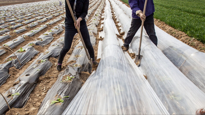 第12期/蔬菜倒茬轮作种植知识？满满都是干货，赶紧收藏