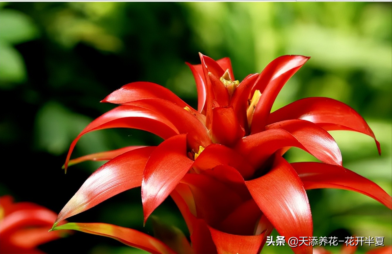 鸿运当头花图片及价格一种颜值超高还超好养的植物