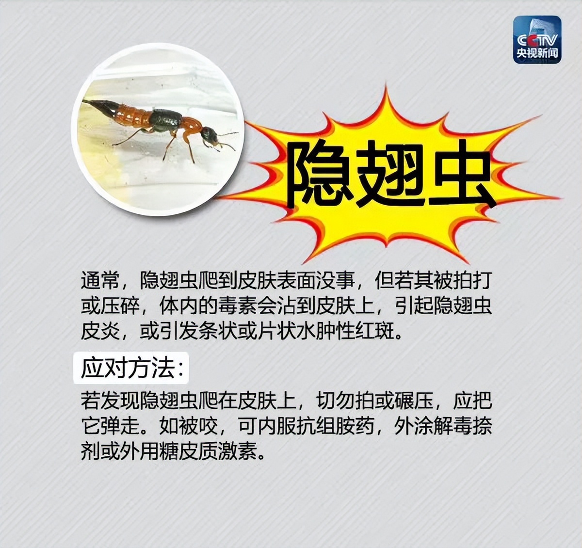 夏季蚊虫出没,这份最全防虫手册及应对方法请收好!