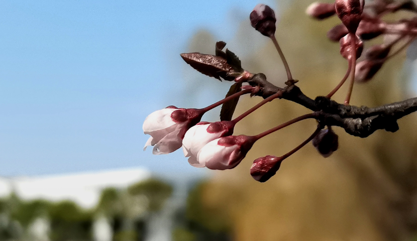 中国语言类大学排名前十名：北外第一，外交学院排第四