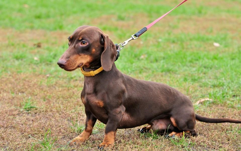 中型犬适合家养的狗（6种便宜又好养的中型犬新手首选）