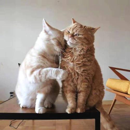 猫咪用头"拱你"的几个原因,很多铲屎官不知道