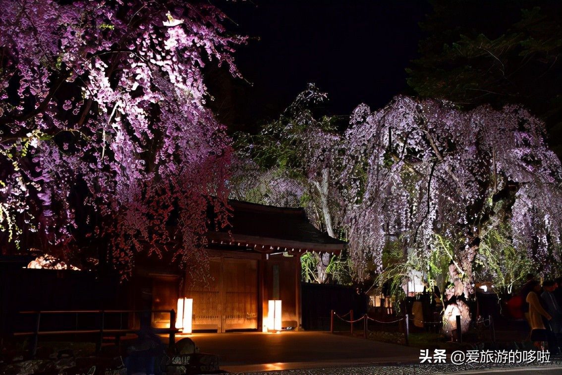 日本樱花图片（盘点大家都爱去的赏樱名地）