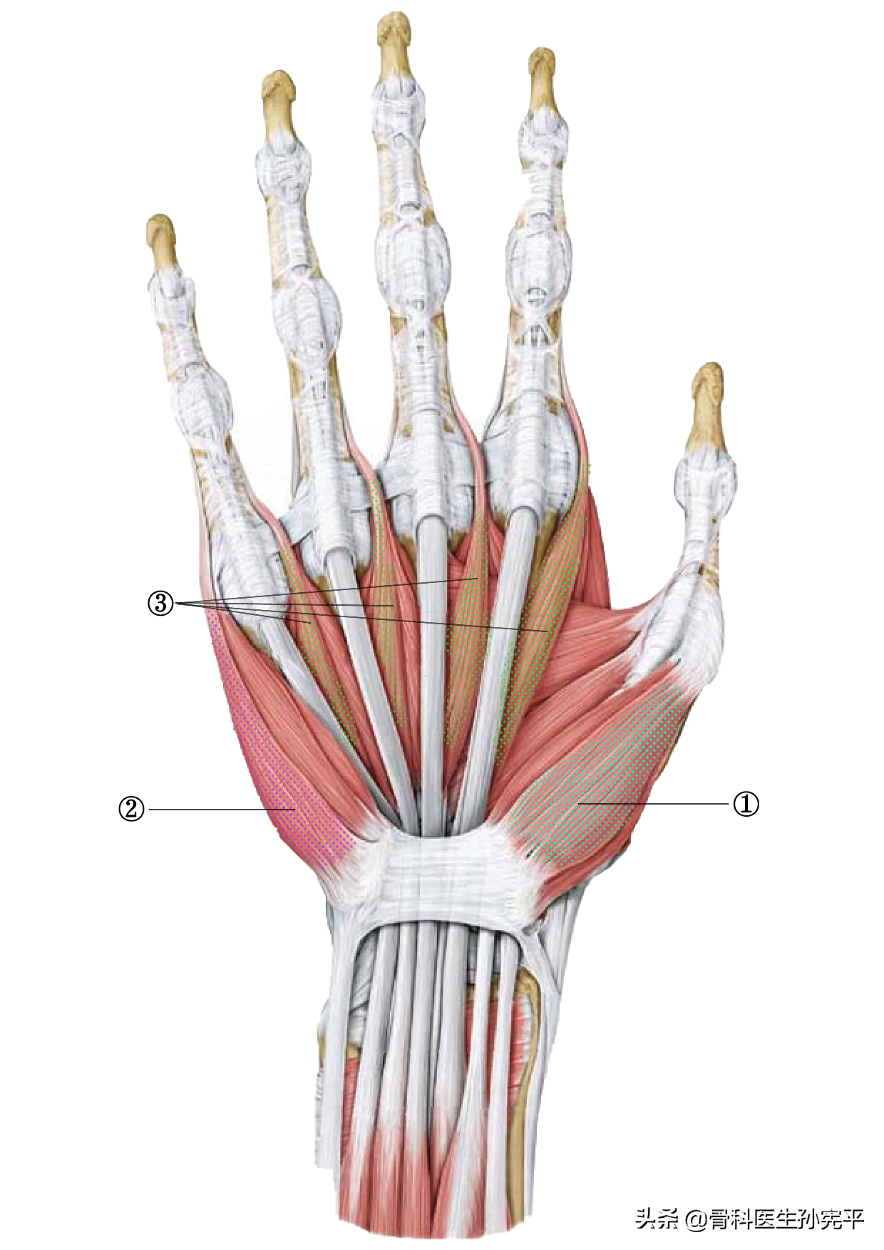 手的部位名称图片(解剖图谱|手部肌肉解剖)