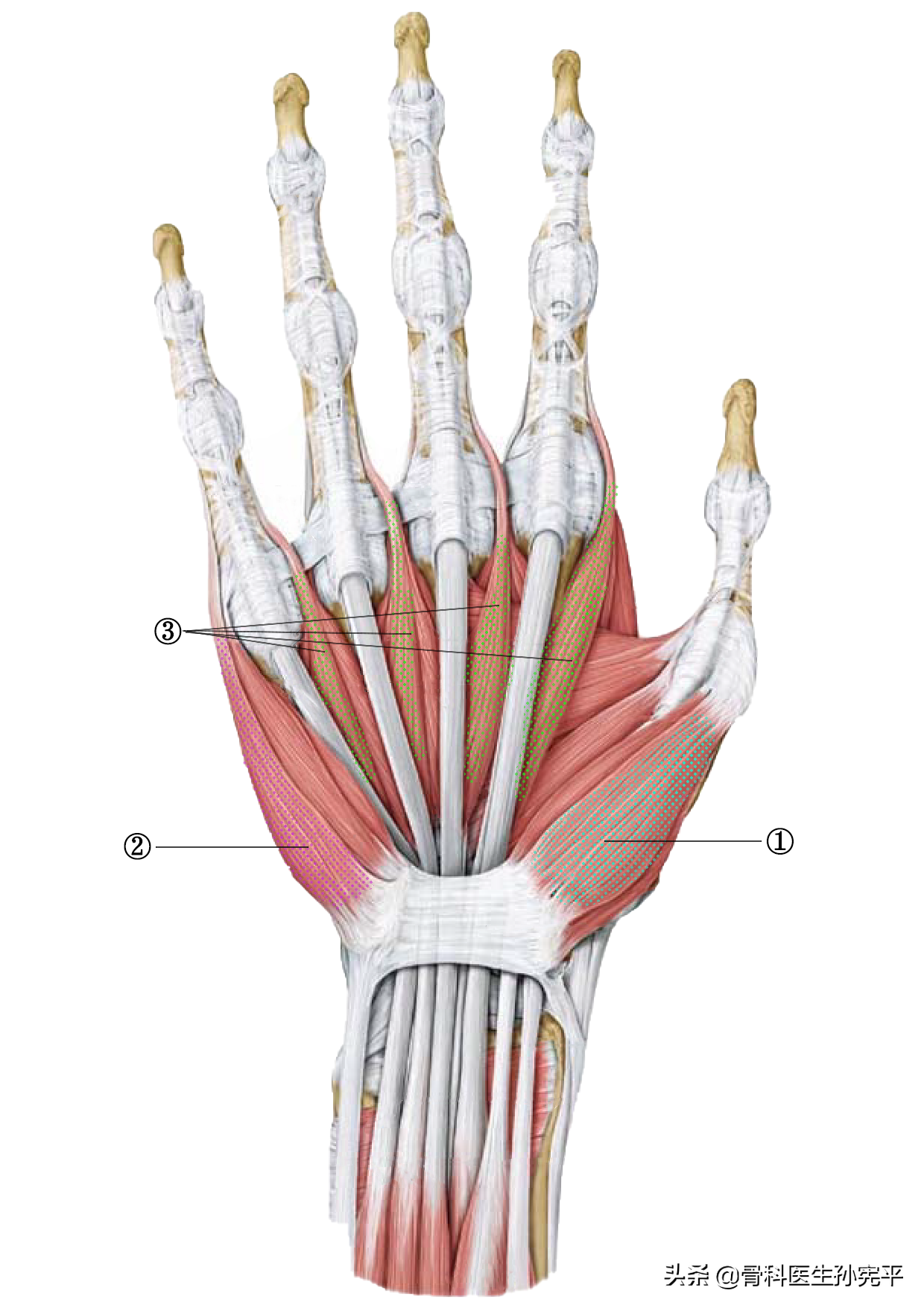 手的部位名稱圖片(解剖圖譜|手部肌肉解剖)