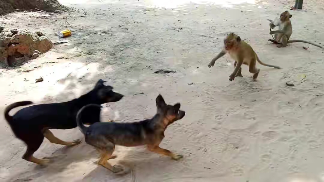 属狗和属猴子的属相相配吗合不合 猴和狗的属相配吗合不合_达一风水网