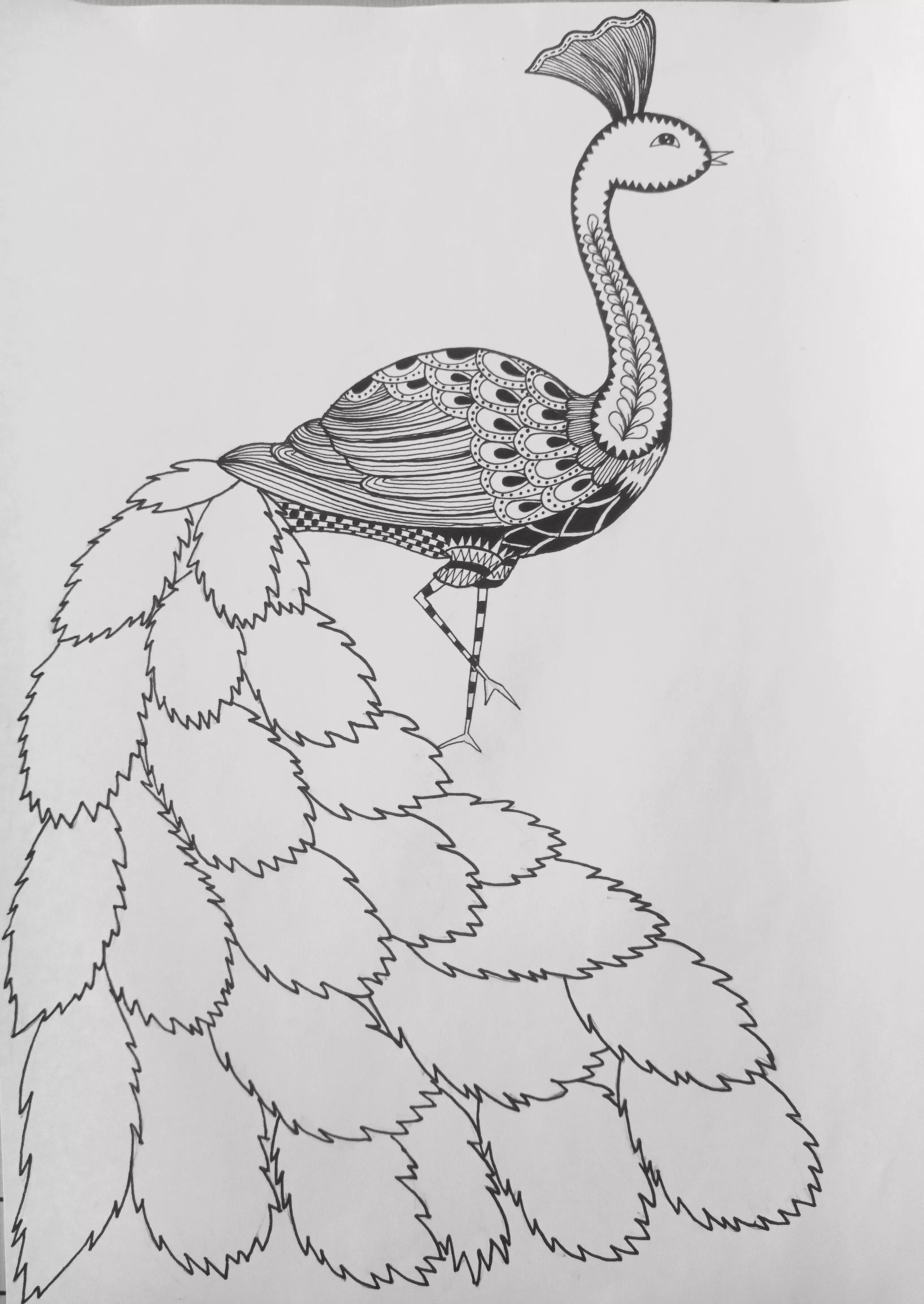 《孔雀》线描画绘画过程
