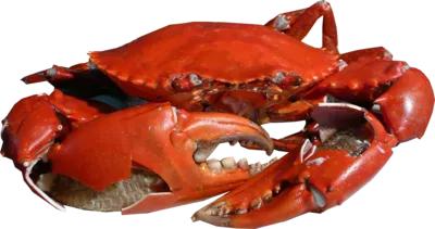 螃蟹：英文名crab，別稱為蟹，節肢動物門軟甲綱動物